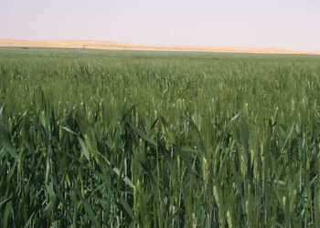 Mutualité agricole : La CNMA organise aujourd’hui une rencontre sur la filière céréalière