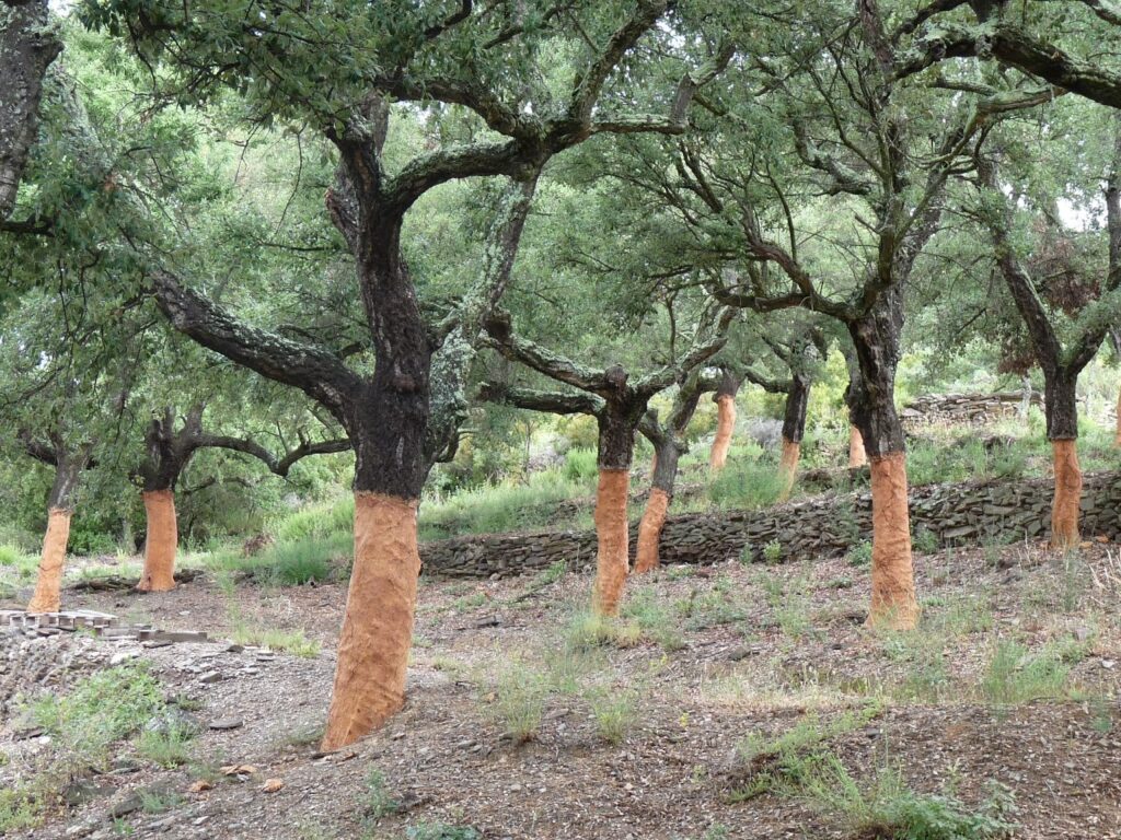 Projet de réhabilitation des forêts de chêne-liège : Les 2 premières phases achevées