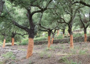Projet de réhabilitation des forêts de chêne-liège : Les 2 premières phases achevées