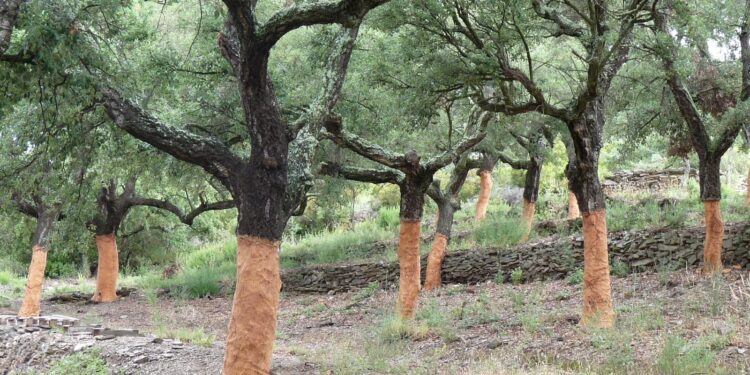 Projet de réhabilitation des forêts de chêne-liège : Les 2 premières phases achevées