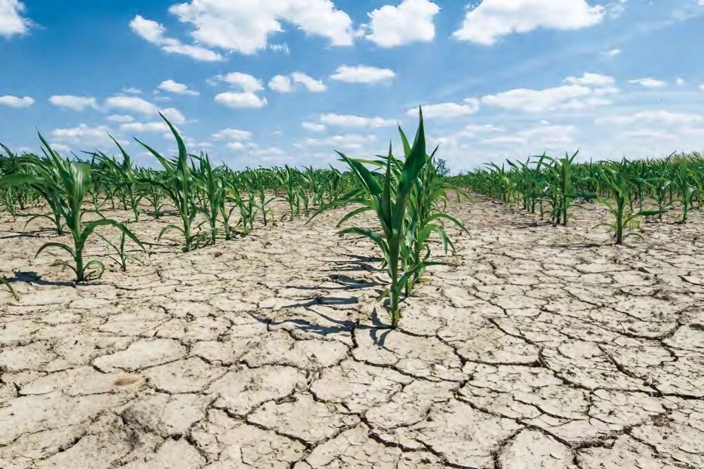 Des études prédisent une baisse de production de 10 à 30% à l’horizon 2030 : Les effets du changement climatique sur l’agriculture