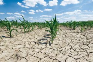 Des études prédisent une baisse de production de 10 à 30% à l’horizon 2030 : Les effets du changement climatique sur l’agriculture