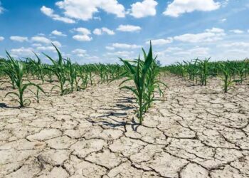 Des études prédisent une baisse de production de 10 à 30% à l’horizon 2030 : Les effets du changement climatique sur l’agriculture