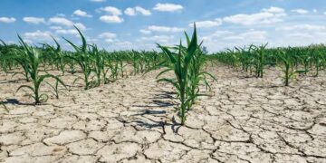 Des études prédisent une baisse de production de 10 à 30% à l’horizon 2030 : Les effets du changement climatique sur l’agriculture