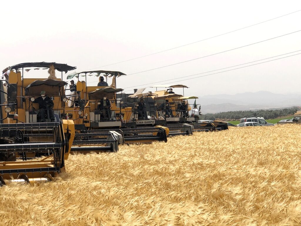Vers une production record en blé dur
