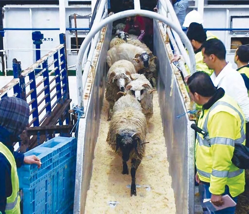 Moutons de l aid