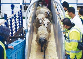 Moutons de l aid