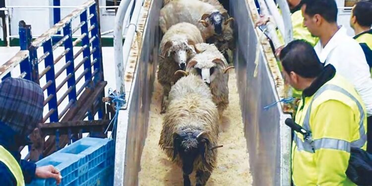Moutons de l aid