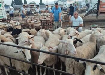 Aïd El Adha : Arrivée au port d'Oran d'un navire chargé de 13.000 têtes d'ovins en provenance d'Espagne