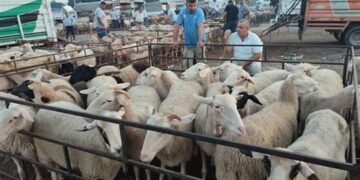 Aïd El Adha : Arrivée au port d'Oran d'un navire chargé de 13.000 têtes d'ovins en provenance d'Espagne
