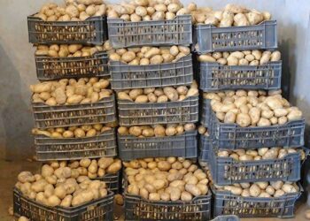 Boumerdès : Déstockage de près de 4800 tonnes de pommes de terre