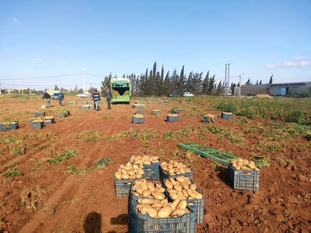Mascara : Production de plus de 1,2 million de quintaux de pommes de terre hors-saison