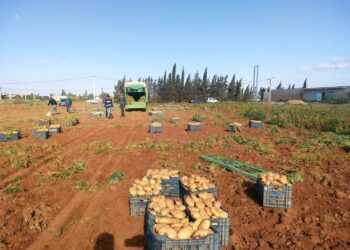 Mascara : Production de plus de 1,2 million de quintaux de pommes de terre hors-saison