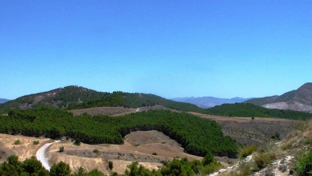 Valorisation des produits forestiers : Les nouvelles ambitions de la forêt algérienne
