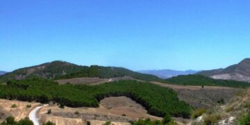 Valorisation des produits forestiers : Les nouvelles ambitions de la forêt algérienne