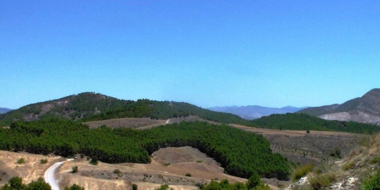 Valorisation des produits forestiers : Les nouvelles ambitions de la forêt algérienne