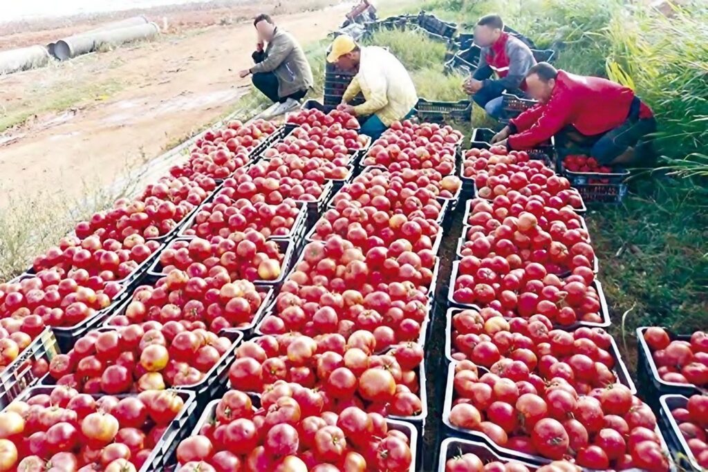 Guelma : Plantation de tomates industrielles sur une superficie de 3.600 hectares