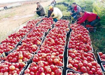 Guelma : Plantation de tomates industrielles sur une superficie de 3.600 hectares