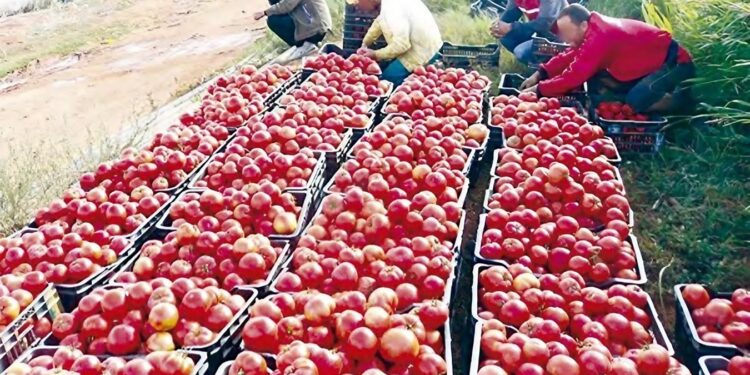 Guelma : Plantation de tomates industrielles sur une superficie de 3.600 hectares
