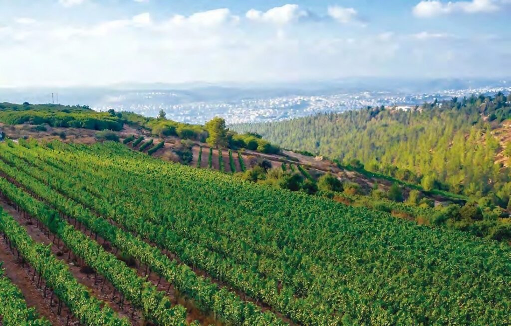 Viticulture : Diversité génétique du virus associé à GRSPaV en Algérie