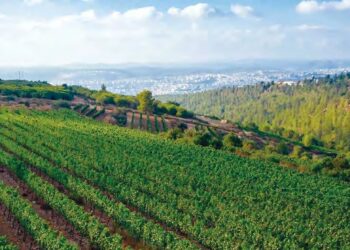 Viticulture : Diversité génétique du virus associé à GRSPaV en Algérie