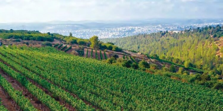 Viticulture : Diversité génétique du virus associé à GRSPaV en Algérie