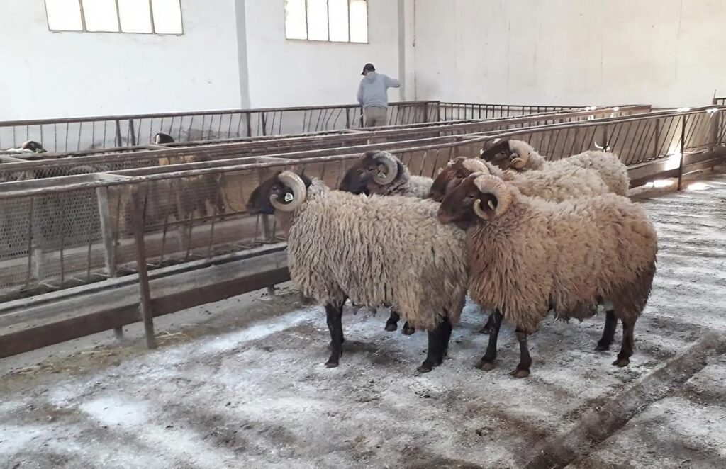 Elevage/ENSA : Une bergerie intelligente pour la race ovine «El Hamra»