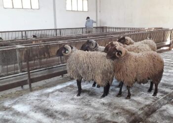 Elevage/ENSA : Une bergerie intelligente pour la race ovine «El Hamra»