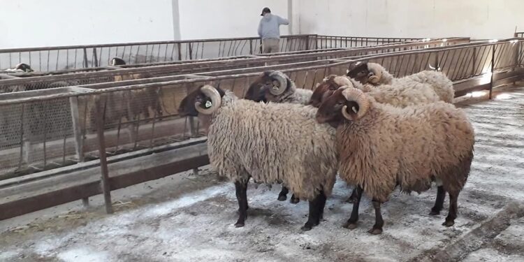 Elevage/ENSA : Une bergerie intelligente pour la race ovine «El Hamra»