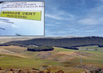 Virée dans la zone du barrage vert de Bouira : Endiguer la désertification et redonner vie à la steppe