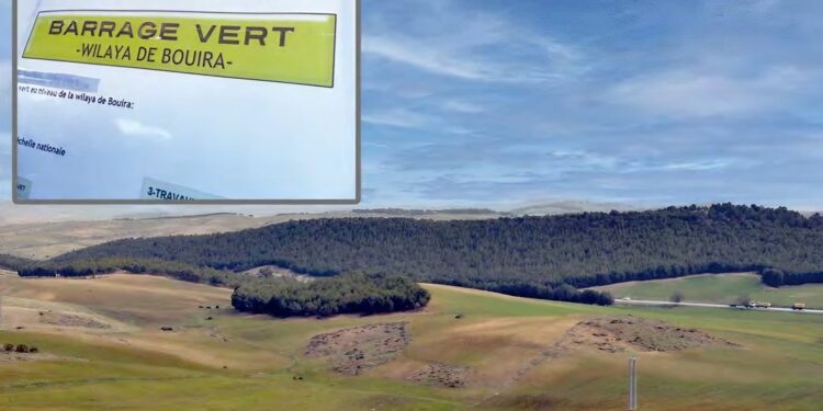 Virée dans la zone du barrage vert de Bouira : Endiguer la désertification et redonner vie à la steppe