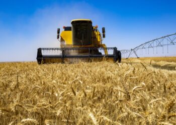 Adrar : Une production de 1,5 million de quintaux de céréales attendue