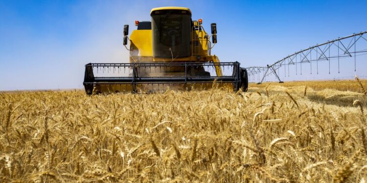 Adrar : Une production de 1,5 million de quintaux de céréales attendue