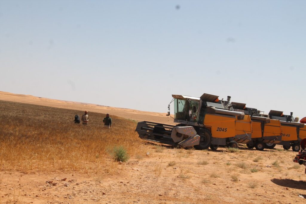 Ghardaïa : Une moisson de plus de 98.000 quintaux de blé dur attendue cette saison
