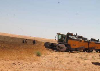 Ghardaïa : Une moisson de plus de 98.000 quintaux de blé dur attendue cette saison