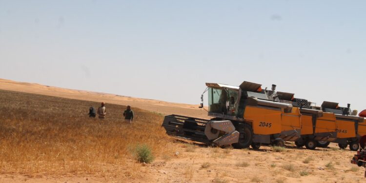 Ghardaïa : Une moisson de plus de 98.000 quintaux de blé dur attendue cette saison