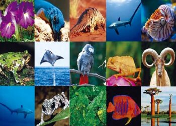 Espèces animales et végétale menacées de disparition : L’Algérie face au défi de la préservation de sa biodiversité