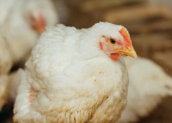 Filière avicole : La production nationale de viande blanche en nette évolution