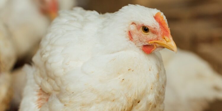 Filière avicole : La production nationale de viande blanche en nette évolution