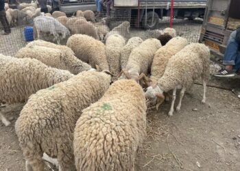 Moutons de l'Aïd importés : Lancement de l’opération de vente dès cette semaine
