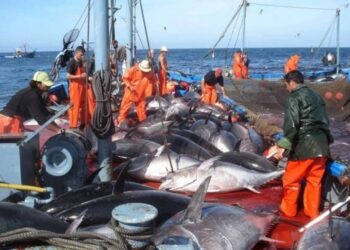 Aïn Témouchent : Cinq navires participent à la campagne de pêche au thon rouge