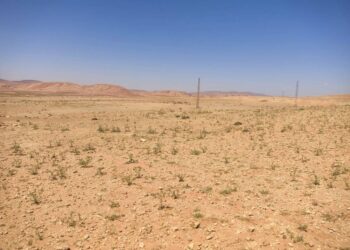 Assainissement du foncier agricole : Récupération de plus de 26000 ha de terres agricoles à Timimoun