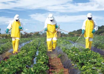 Utilisation des pesticides par les agriculteurs : Les normes de sécurité peu respectées !