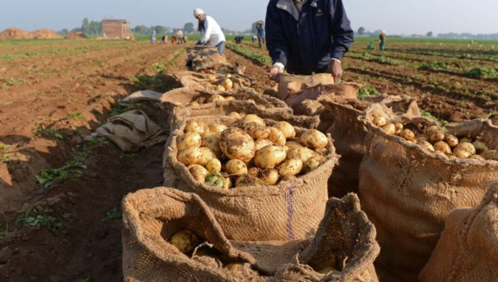 Aïn Defla : Plus de 2,1 millions de quintaux de pomme de terre de saison attendus