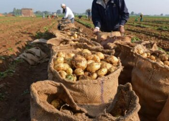 Aïn Defla : Plus de 2,1 millions de quintaux de pomme de terre de saison attendus