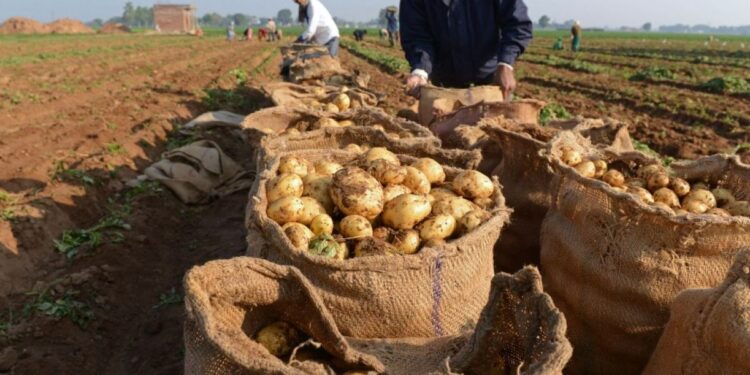 Aïn Defla : Plus de 2,1 millions de quintaux de pomme de terre de saison attendus