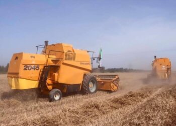 Blida : Production prévisionnelle de plus de 90.000 qx de céréales