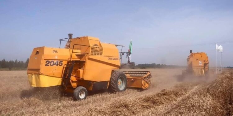 Blida : Production prévisionnelle de plus de 90.000 qx de céréales