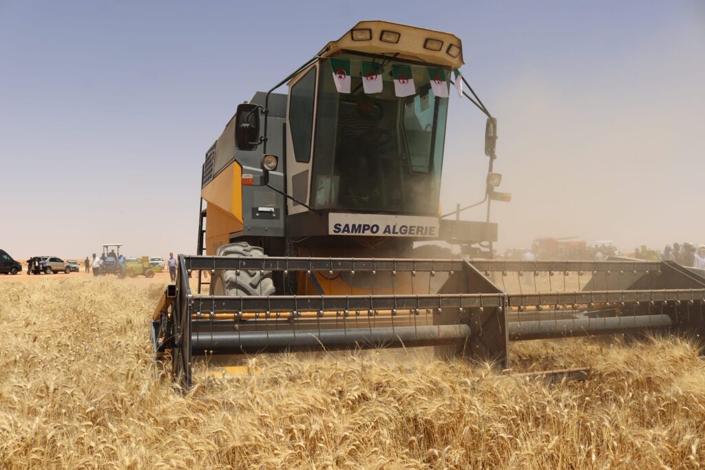 Laghouat : Une récolte céréalière de plus 460.000 QX attendue 