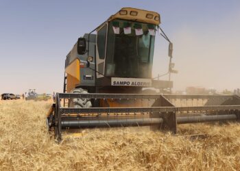 Laghouat : Une récolte céréalière de plus 460.000 QX attendue 